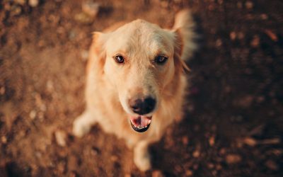 Free Spirit Collar Reviews: Are They Worth Buying