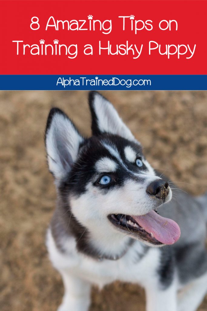 crate training a husky puppy