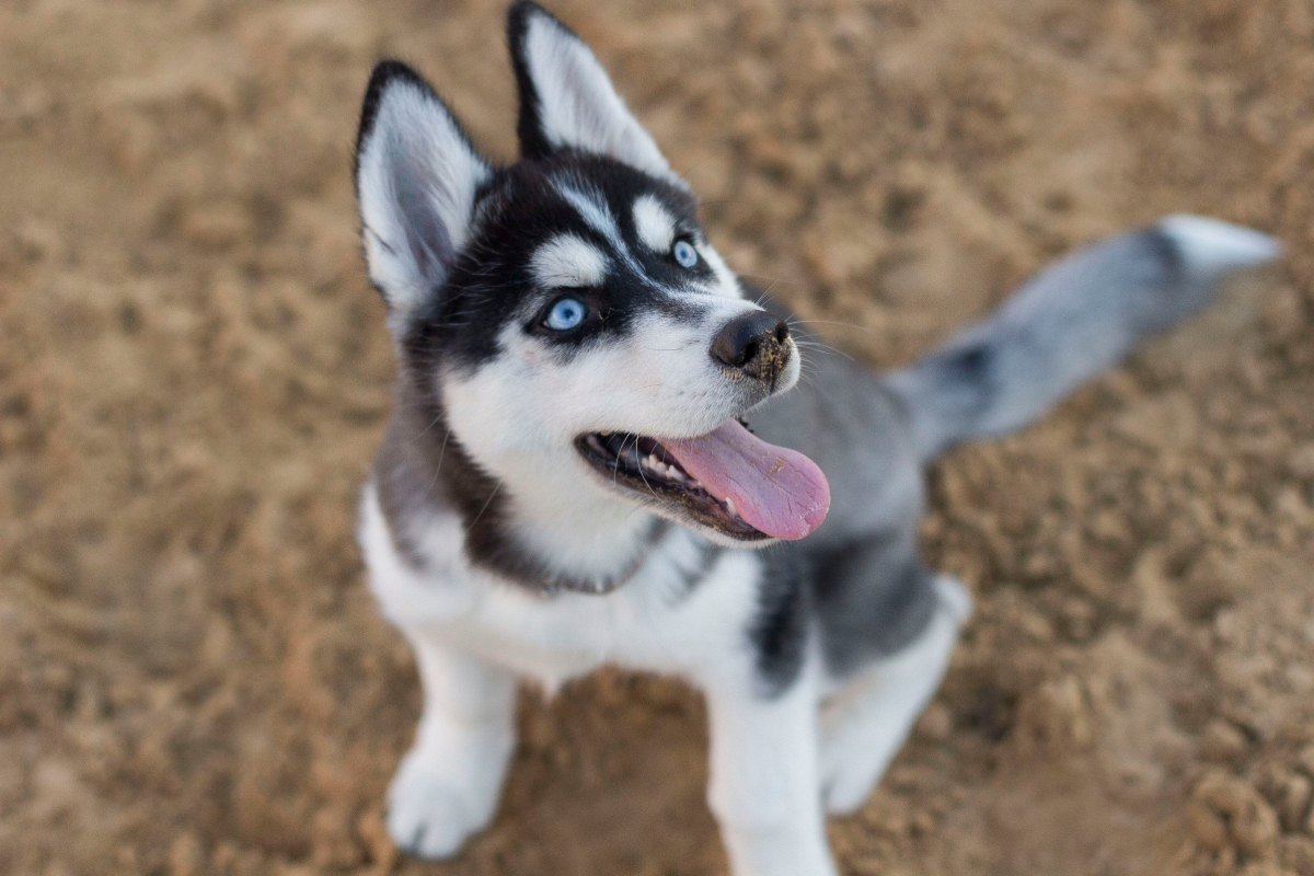 crate training a husky puppy