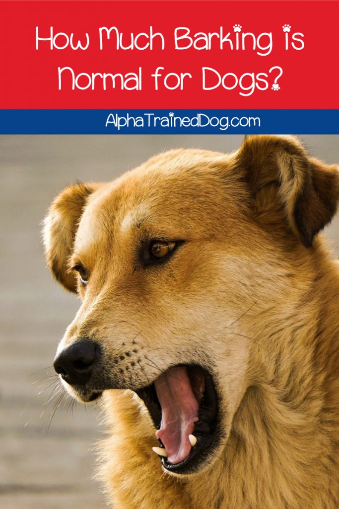 What is considered excessive dog barking? What's considered normal? Read on to find out the answers to both questions & more.