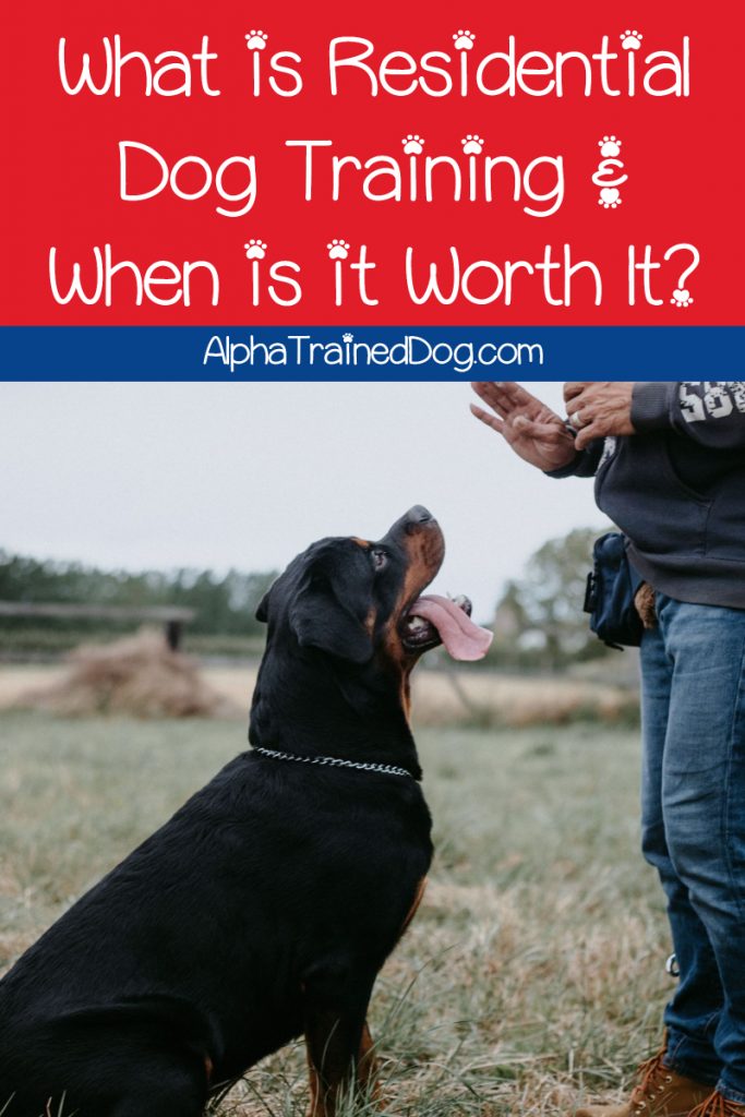 What is Residential Dog Training & When is it Worth It? - Alpha Trained Dog