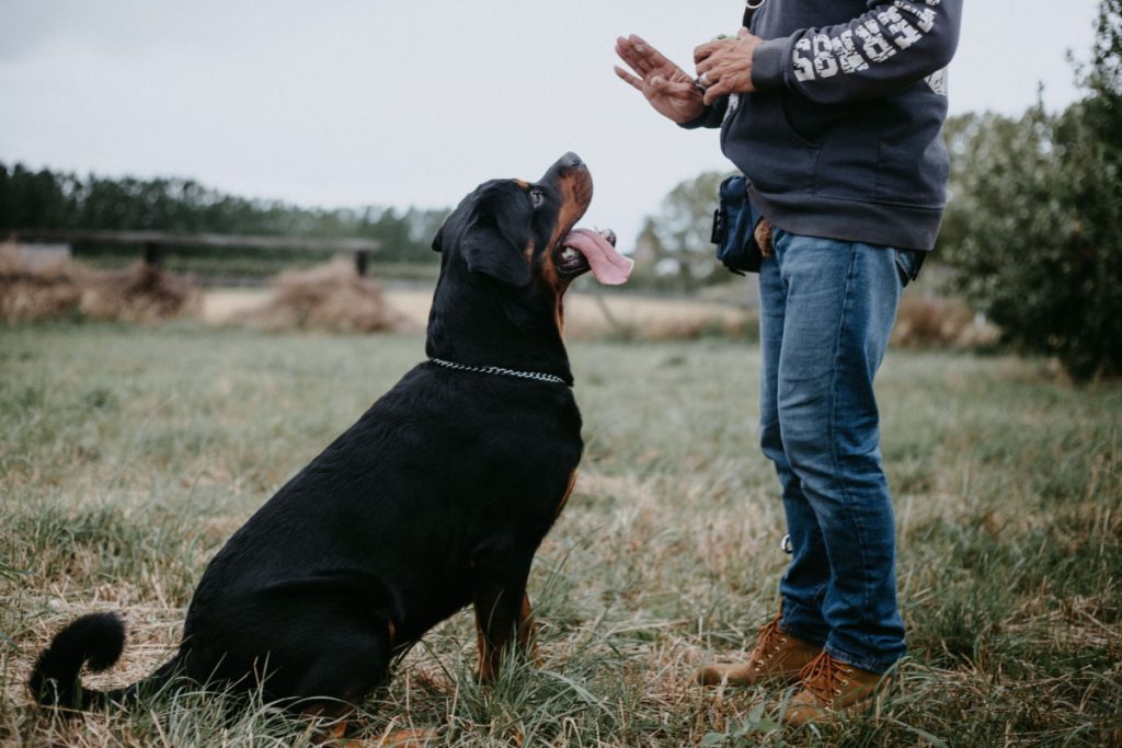 rottie working with a good in-home dog trainer