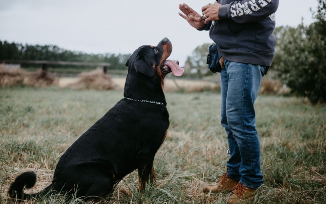 What is Residential Dog Training & When is it Worth It?