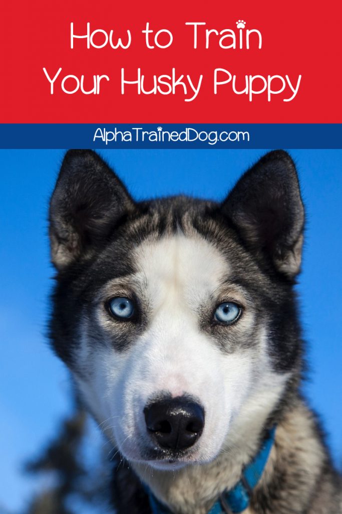 8 Amazing Tips on Training a Husky Puppy - Alpha Trained Dog