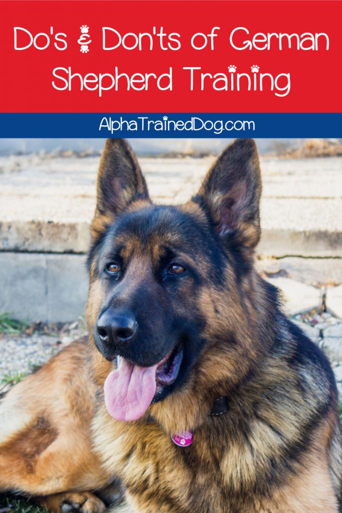 Training Your GSD Dog- Do's and Don'ts- AlphaTrainedDog