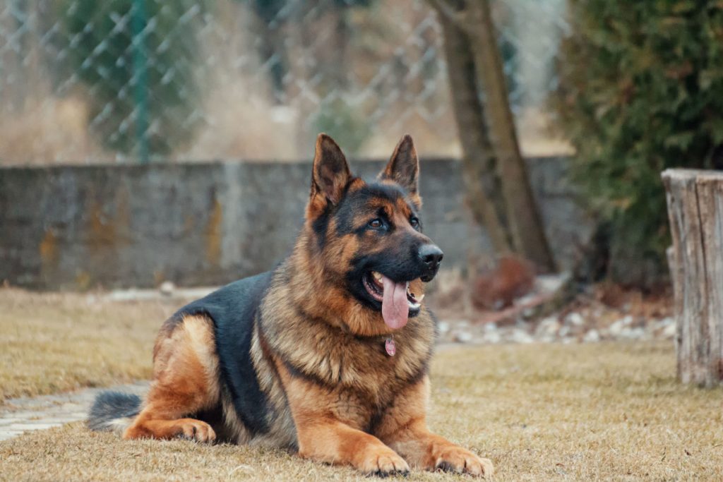 Training Your GSD Dog- Do's and Don'ts- AlphaTrainedDog