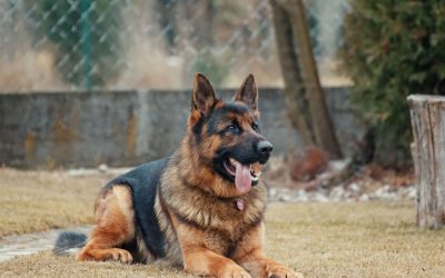 Training Your German Shepherd Dog- Do’s and Don’ts