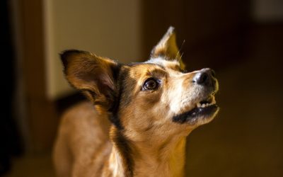 Dog Training: When To Reprimand And When To Reward