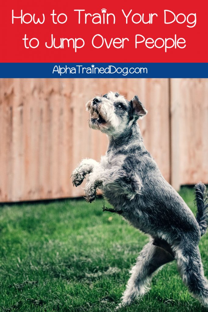 Want to learn how to train your dog to jump over people? Use our 5-step guide and your pup will be impressing people with his leaping skills in no time!