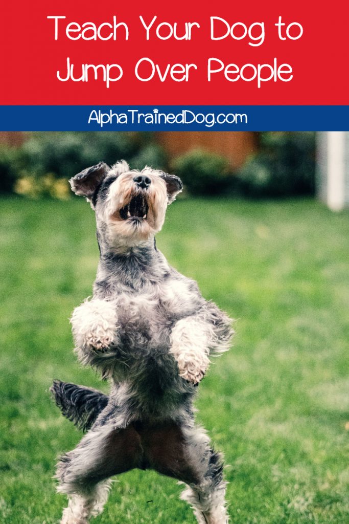 Want to learn how to train your dog to jump over people? Use our 5-step guide and your pup will be impressing people with his leaping skills in no time!