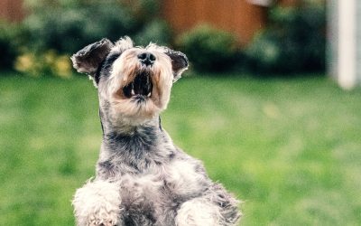 How to Train Your Dog to Jump Over People
