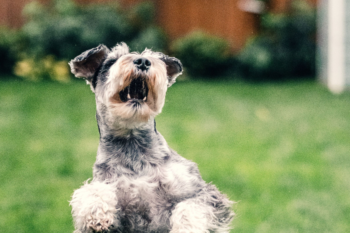 How to Train Your Dog to Jump Over People Alpha Trained Dog