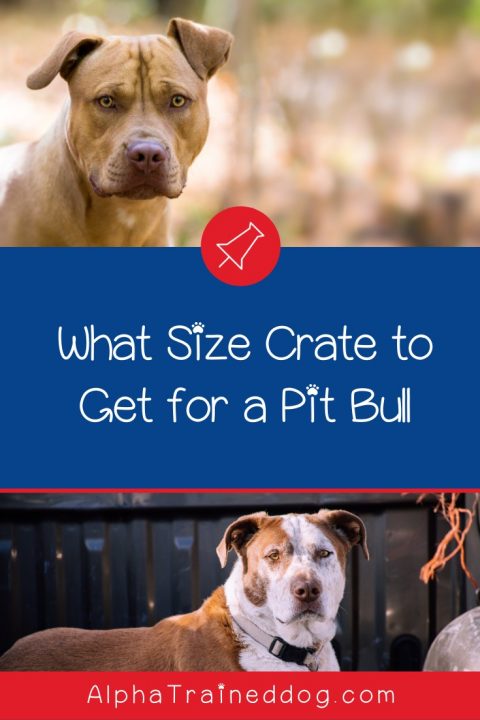 Top 5 Best Crates for Pit Bulls - Alpha Trained Dog