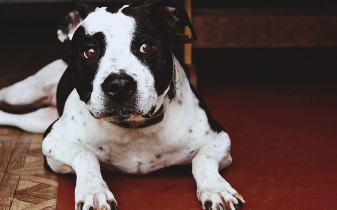 Top 5 Best Crates for Pit Bulls