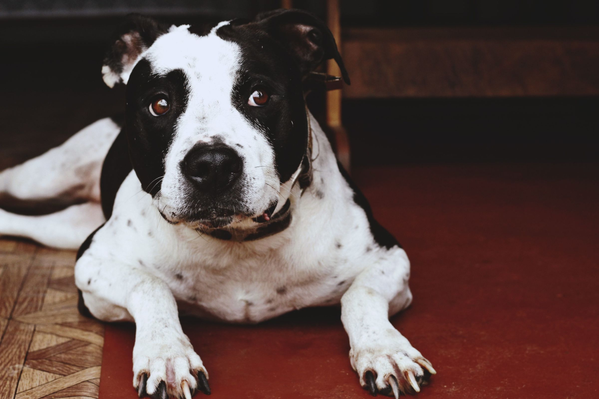 Top 5 Best Crates for Pit Bulls Alpha Trained Dog