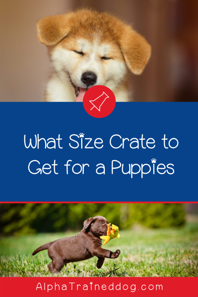 Today we're going to dive into the best crates for puppy training! Check out our top five favorites (including crates for separation anxiety),