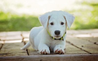 Top 5 Best Crates for Puppy Training