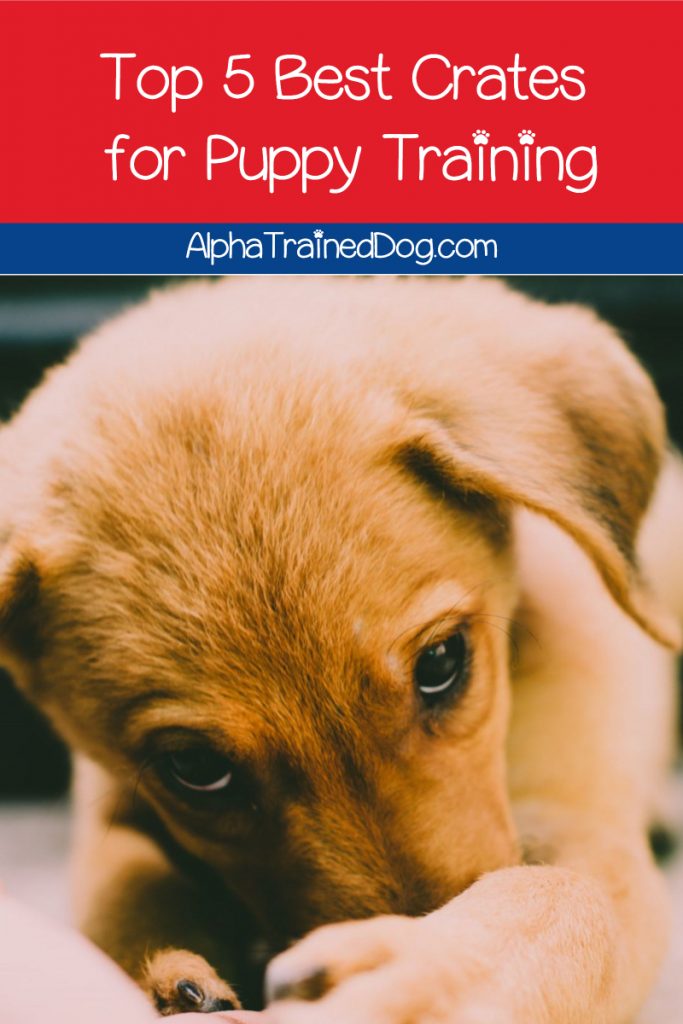 Today we're going to dive into the best crates for puppy training! Check out our top five favorites (including crates for separation anxiety),