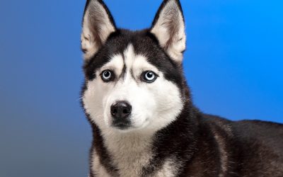 Top 5 Best Crates for Huskies