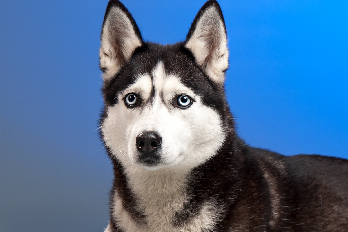 Top 5 Best Crates for Huskies Alpha Trained Dog