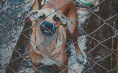 7 Fantastic Tips on Guard Dog Training