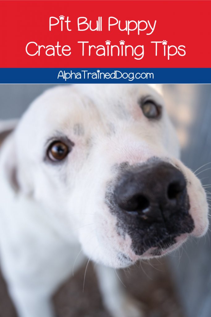 Looking for tips on how to crate train a pit bull puppy? Read on for our guide on choosing, setting up, and getting your pit used to his crate!