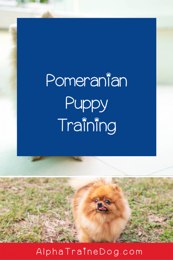 Pomeranian puppy training can be challenging for novice owners. We're making it easier with these 9 vital tips. Check them out!