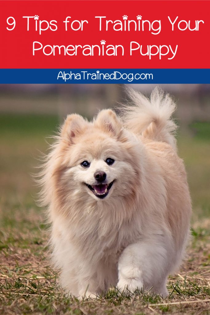 Pomeranian puppy training can be challenging for novice owners. We're making it easier with these 9 vital tips. Check them out!