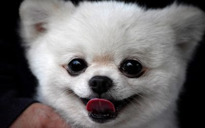 9 Tips on Pomeranian Puppy Training