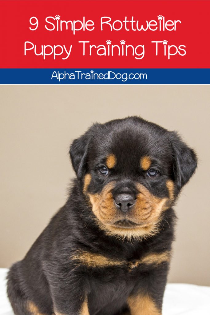 Looking for some training strategies and in Rottweiler puppy training? Check out our top 9 tips that will teach your Rottie pup good manners & more!