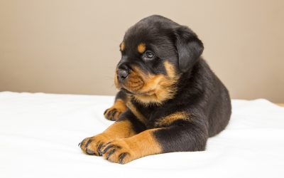 9 Mind-Blowing Tips on Rottweiler Puppy Training