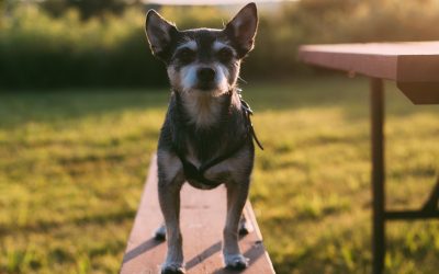 18 “Don’ts” for Dog Training Success