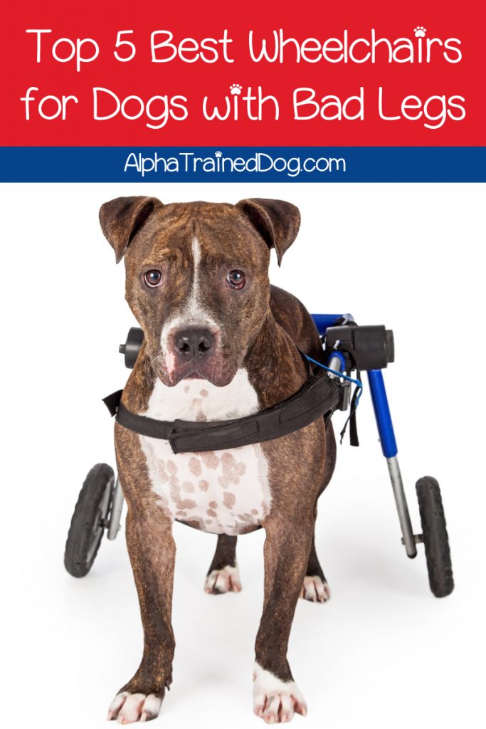 Finding the best wheels for dogs with bad legs can totally change your disabled pal's life. Take a look at our most highly recommended dog wheelchairs.