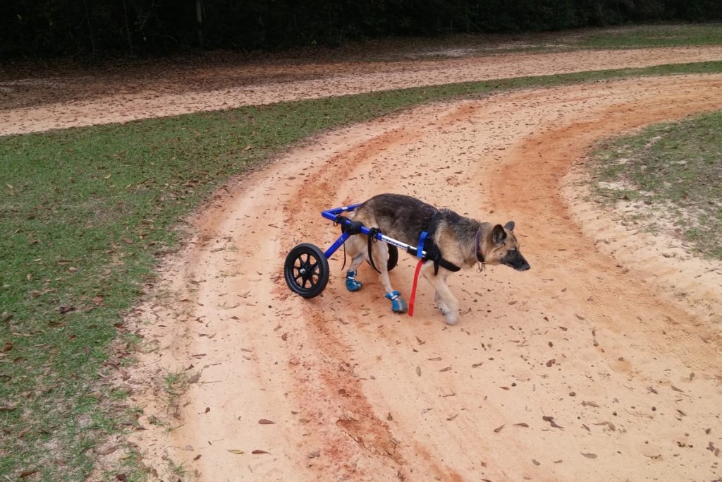 5 Best Wheels for Dogs with Bad Legs Alpha Trained Dog