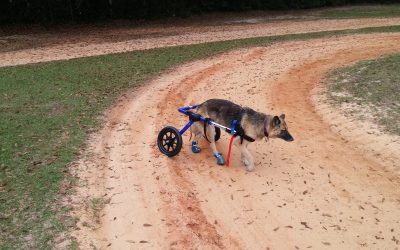5 Best Wheels for Dogs with Bad Legs