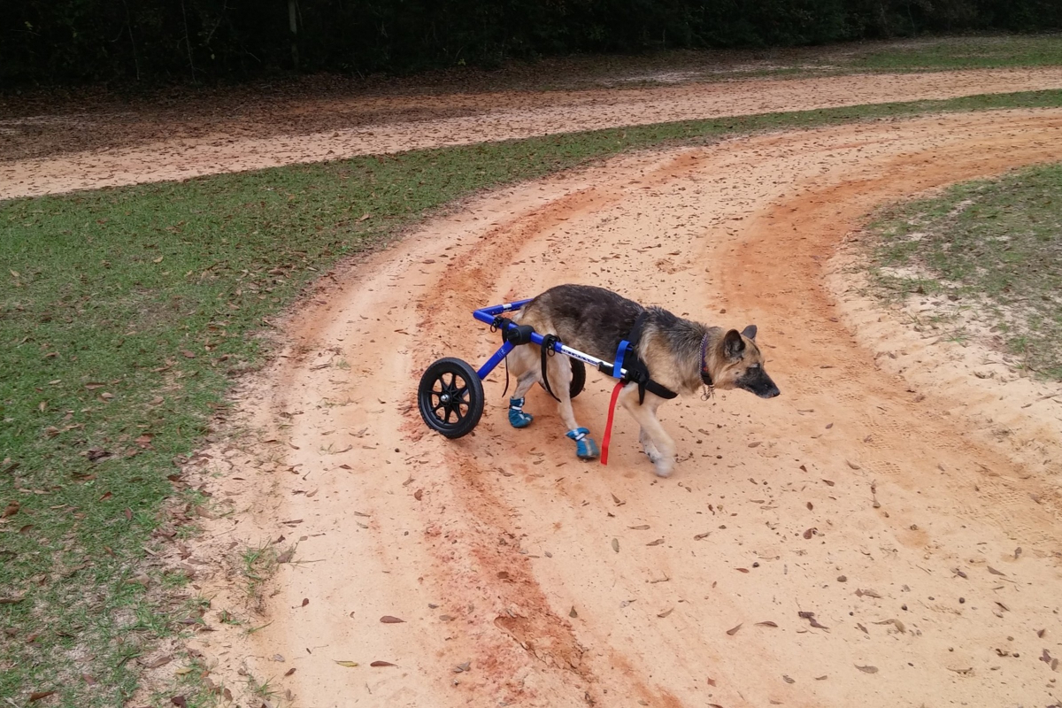 5-best-wheels-for-dogs-with-bad-legs-alpha-trained-dog