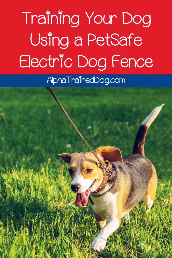 Training Your Dog using a PetSafe Electric Dog Fence Alpha Trained Dog