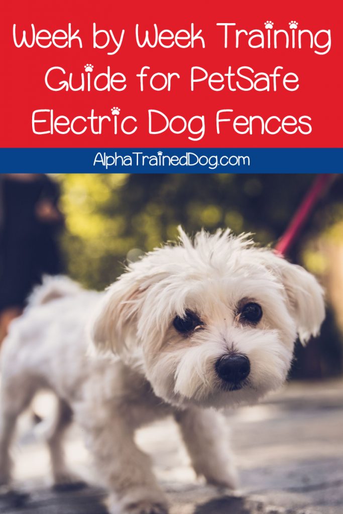 Before training your dog using a PetSafe Electric Dog Fence, you'll need to keep a few important things in mind. Read on for our week by week guide.