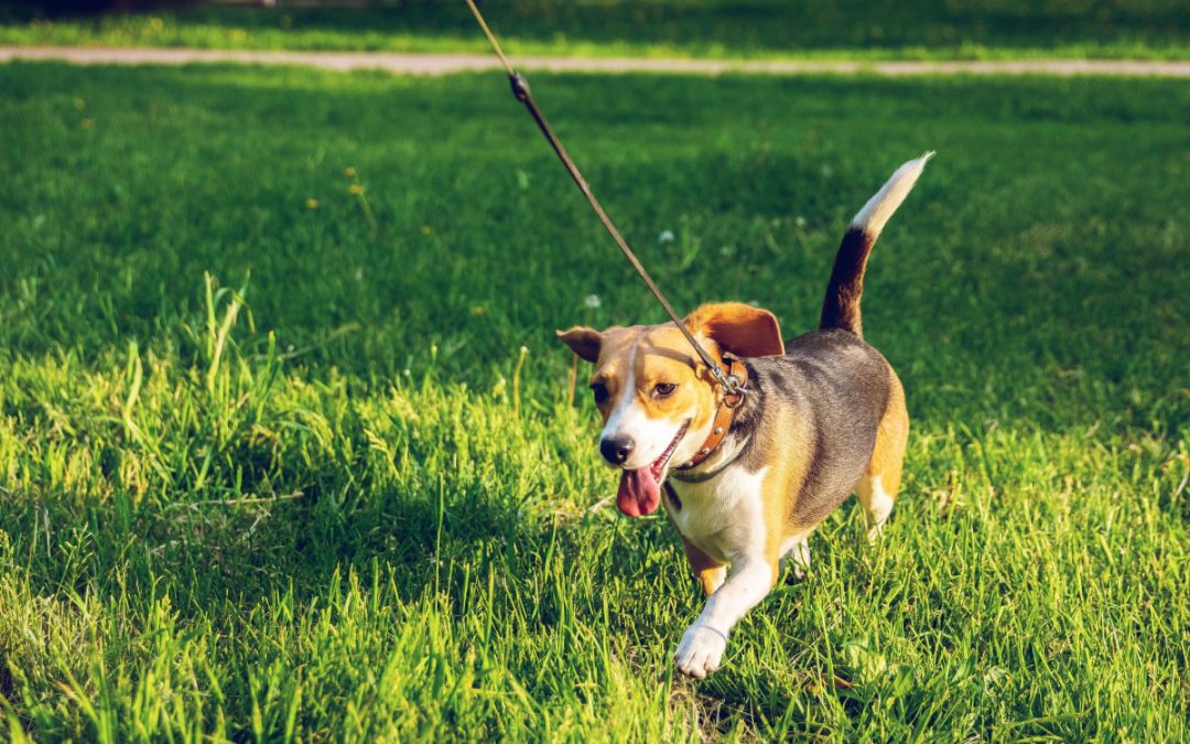 Training Your Dog using a PetSafe Electric Dog Fence