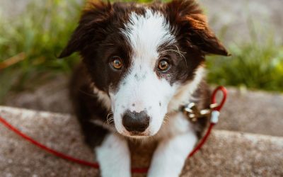 The 6 Best Dog Ramps for Truck Beds