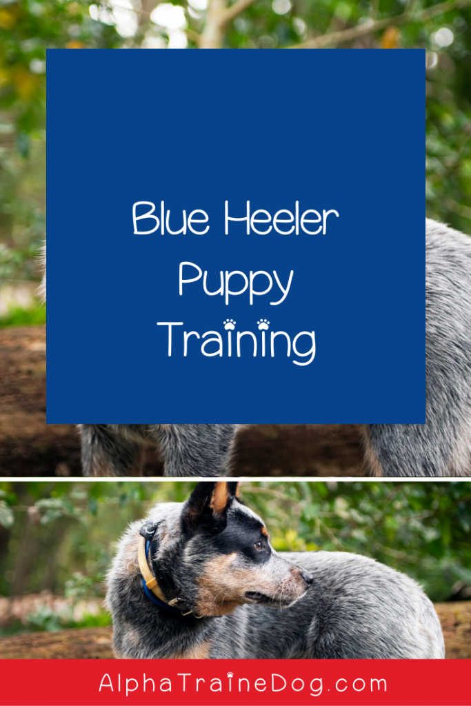 7 Fantastic Tips on Blue Heeler Puppy Training - Alpha Trained Dog