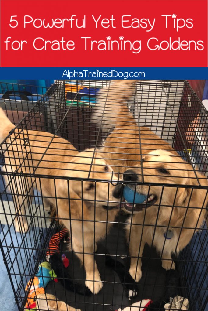 Need some tips for crate training your golden retriever? Check out these 5 powerful yet simple strategies to make it easier!