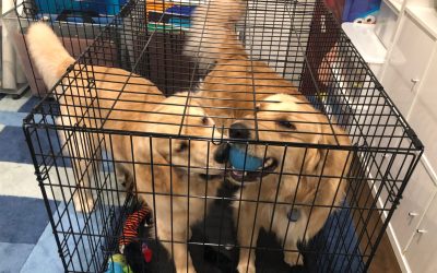 5 Powerful Yet Simple Tips for Crate Training Your Golden