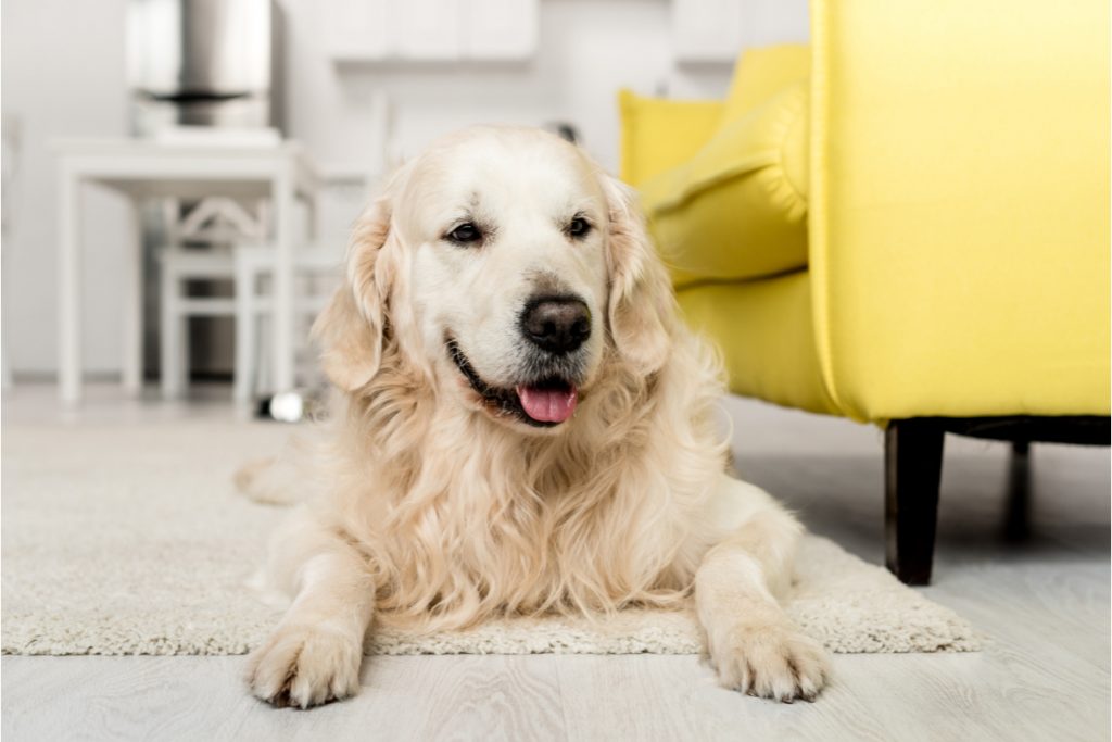 Need some tips for crate training your golden retriever? Check out these 5 powerful yet simple strategies to make it easier!