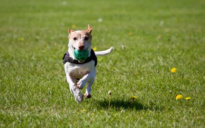 The 7 Best Pieces of Exercise Equipment for Dogs