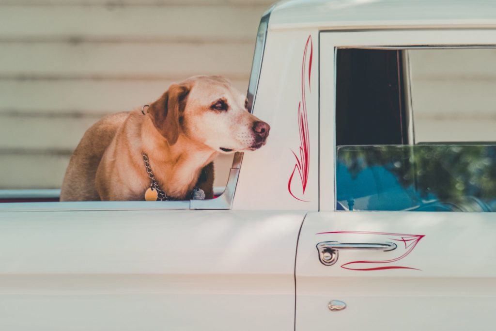 The 6 Best Dog Kennels For Truck Beds - Alpha Trained Dog