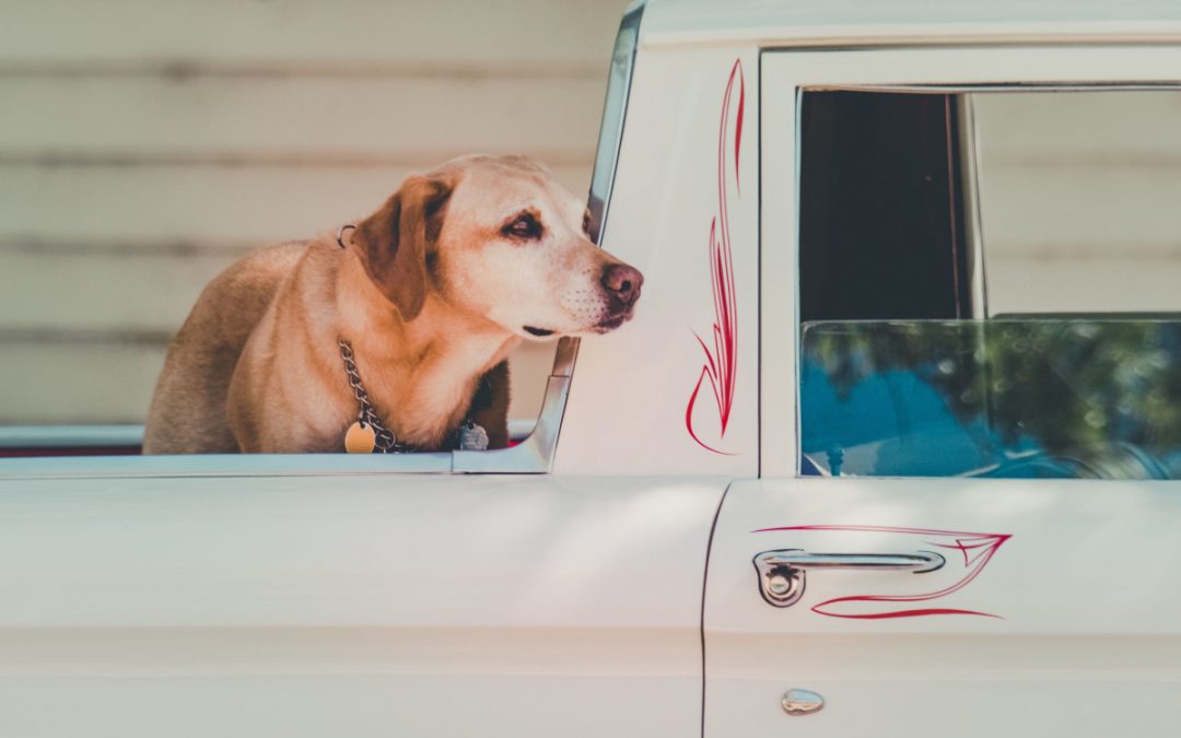 The 6 Best Dog Kennels For Truck Beds