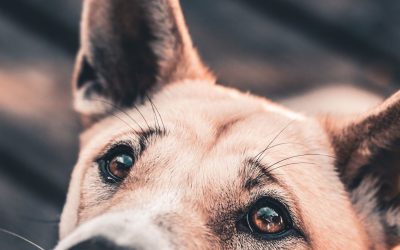 Petmate Vari Kennel Review: Is it Worth Buying?