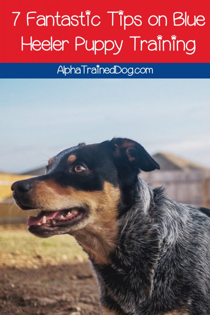 7 Fantastic Tips On Blue Heeler Puppy Training Alpha Trained Dog