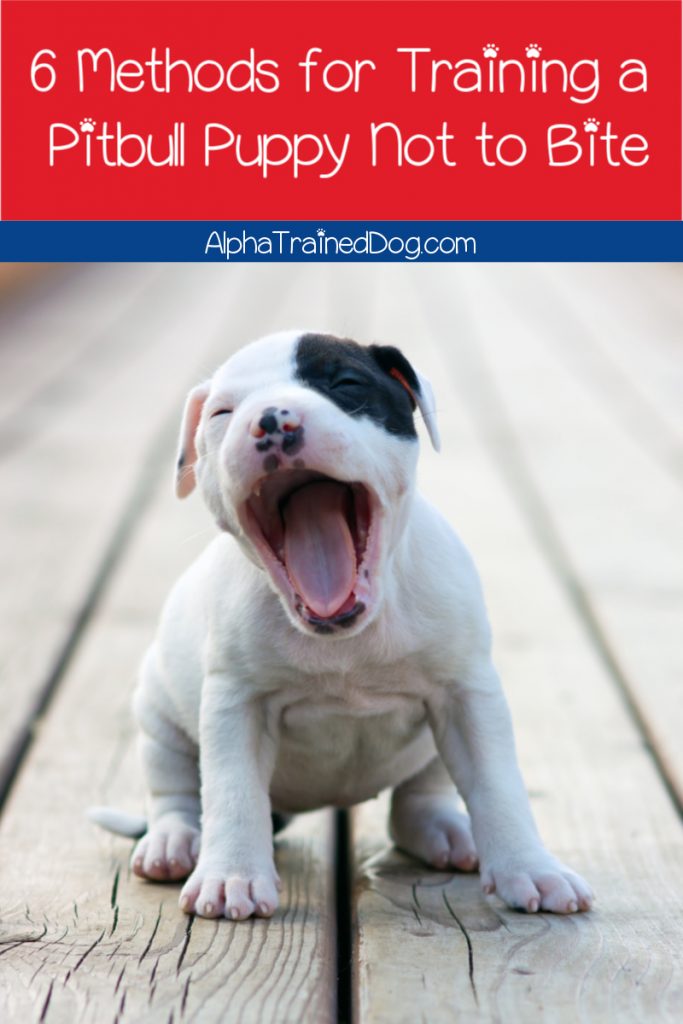 Knowing how to train a pitbull puppy not to bite is absolutely vital. Read on for 6 strategies that will help make the task easier!